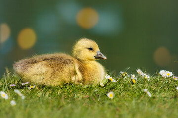Cute and fluffy Greylag gosling sitting amongst daisies on a meadow at the lakeside