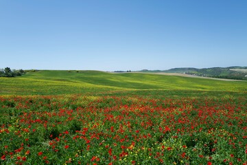 field of poppies Val d'Orcia San Quirico. Orcia valley, Val d'Orcia, Tuscany, Italy, red poppy bloom