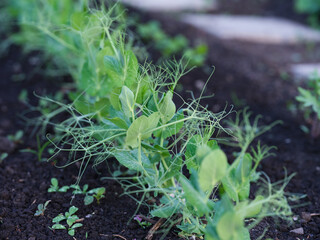 Young green pea plants growing in vegetable garden