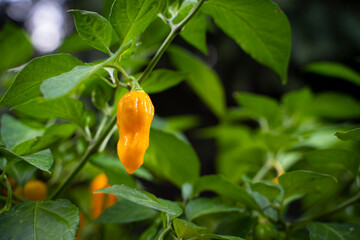 Obraz premium 7 Pot Chaguanas Yellow hot chili pepper. Ripe orange and yellow peppers on the plant. Dark background.