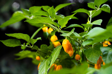 7 Pot Chaguanas Yellow hot chili pepper. Ripe orange and yellow peppers on the plant. Dark...