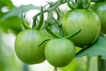 Unripe green tomatoes growing on bush in the garden.