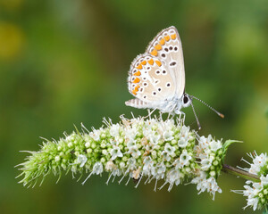 butterfly on a flower