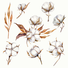 Watercolor rustic cotton flowers, Cotton plant boll realistic set