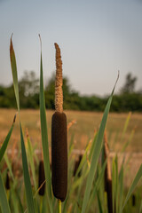 reeds in the morning © NosamA