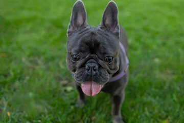 funny doggy french bulldog runs in the park on the lawn with his tongue hanging out