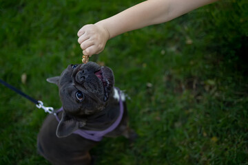 french bulldog dog reaches for a piece of food that the owner holds out to him