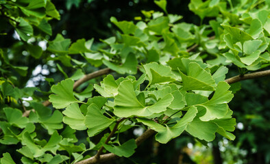 Fototapeta na wymiar Ginkgo tree (Ginkgo biloba) or gingko with brightly green new leaves against background of blurry foliage. Selective close-up. Fresh wallpaper nature concept.