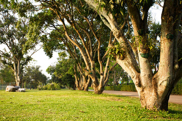 Big tress in the park with green grasses and rocks in the evening sunlight from Thailand.