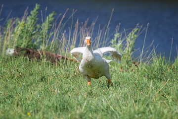 side view of white goose standing on green grass.