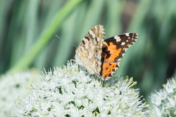 Butterfly on blossom flower in green nature...