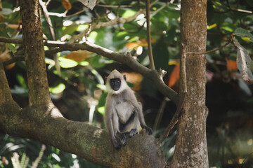 Gray Langur also known as Hanuman Langur endemic of Sri Lanka and India on the tree in rainforest. Indian langurs are lanky, long-tailed monkeys. High quality photo of wildlife