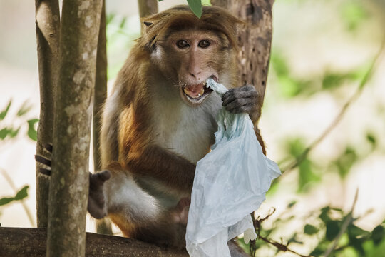 Plastic pollution in the jungle, environmental problem. Monkey eating plastic bags, mistaking them for food. Plastic waste. High quality photo