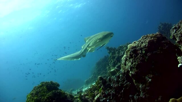 Zebra or leopard shark (Stegostoma fasciatum) swimming close by