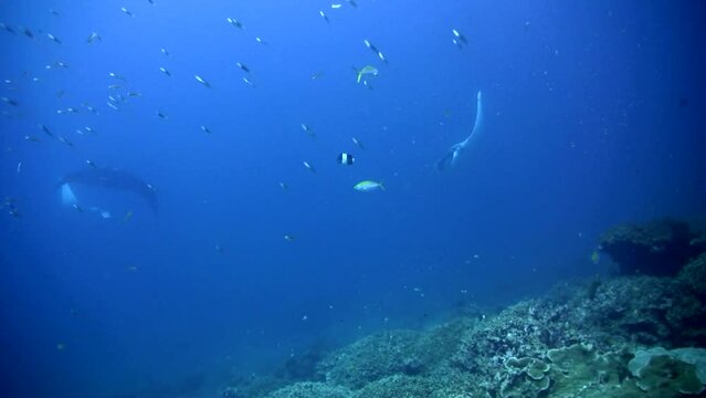 Manta ray (Manta blevirostris) swimming in circle