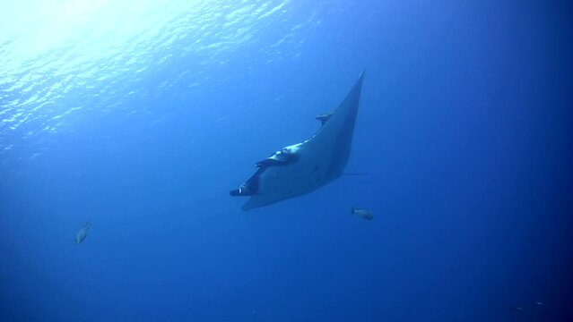 Manta ray (Manta blevirostris) swimming close by