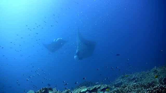 Manta ray (Manta blevirostris) swimming up and down