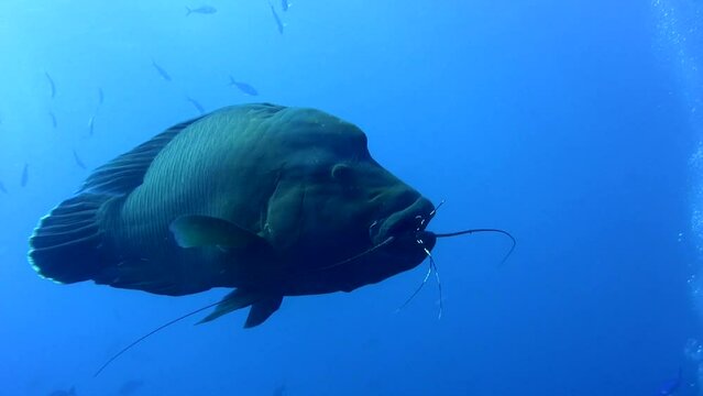 Rare! Napoleonfish (Cheilinus undulatus) eating lobster