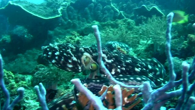 Reef octopus (Octopus Cyanea) attacked by damselfish