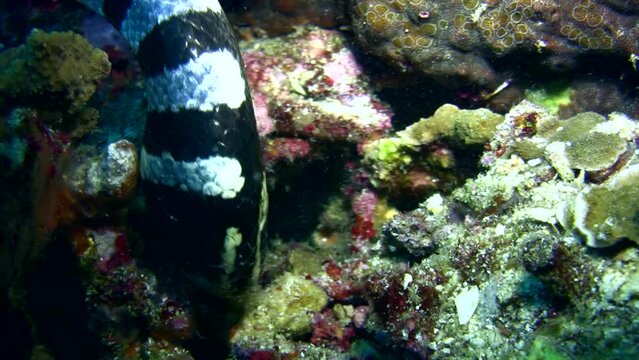 Banded sea krait (Laticauda colubrina) close up head