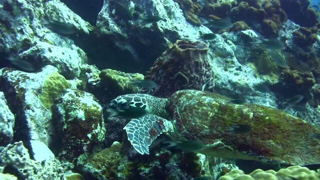 Hawksbill turtle (Eretmochelys imbricata) chased by clark anemonefish