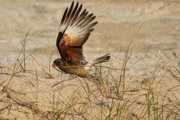 Photograph of a Chimango Caracara. The bird was found on the beach of Atlântida, in Rio Grande do Sul, Brazil.