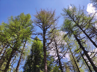 Obraz premium tall thin pine trees with blue sky in the background