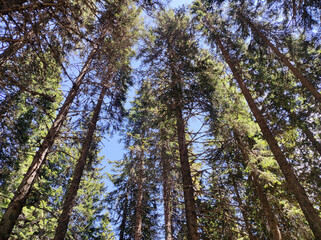 Obraz premium tall thin pine trees with blue sky in the background