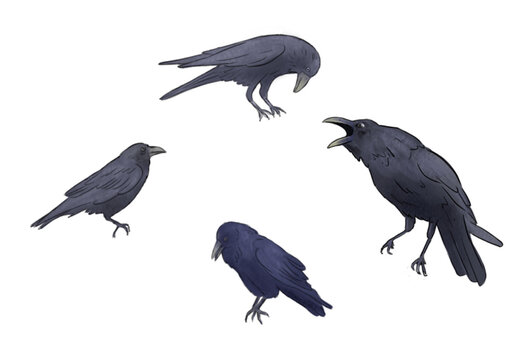 different Ravens illustration in white background