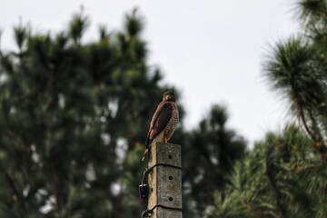 Photograph of a Roadside hawk. The bird was found on the beach of Atlântida, in Rio Grande do Sul, Brazil.