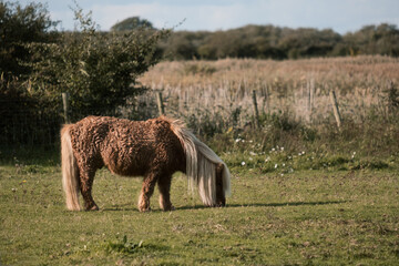 pony in the field