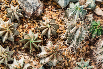 varieties of small cactus  on sand