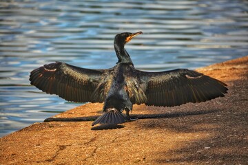 cormorant drying its wings