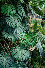 Monstera deliciosa plants in the garden tropical leaves background