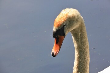 Beautiful head of a swan