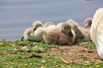 Obraz premium Signets resting