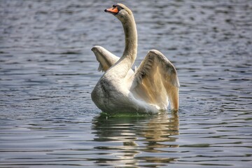 A swan showing off