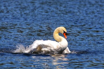 Swan wash