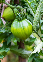 Wet unripe green tomatoes on a branch in a vegetable garden after rain