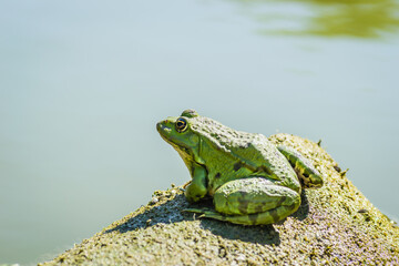 Green frogs sunbathe on a stone sticking out of the water of the lake.