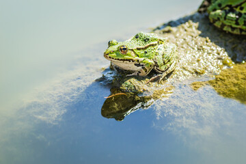 Green frogs sunbathe on a stone sticking out of the water of the lake.