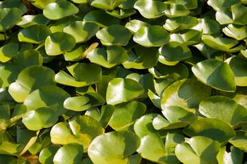 Lillypads