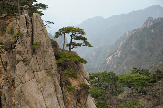 Tree in Yellow Mountains of China
