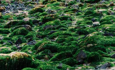 green moss on coastal rocks