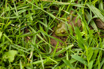 Green frog in green grass