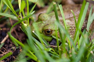 Green frog in grass