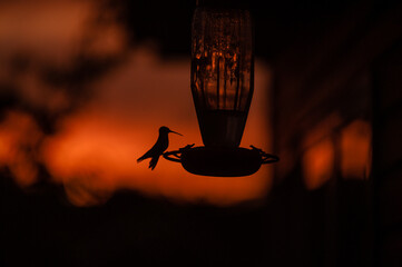 Fototapeta premium Hummingbird Silhouette on Feeder