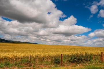 Large wheat field by a small country road and blue cloudy sky. Food supply chain business. Bread and pastry production. Rich golden color of the plant. Beautiful nature scene.