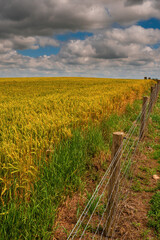 Big wheat field and blue cloudy sky. Food supply chain business. Bread and pastry production. Rich...