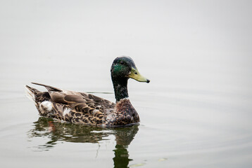 Mallard Duck swimming on lake